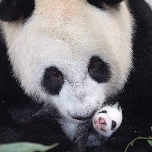 Meet your Posher, Hillary